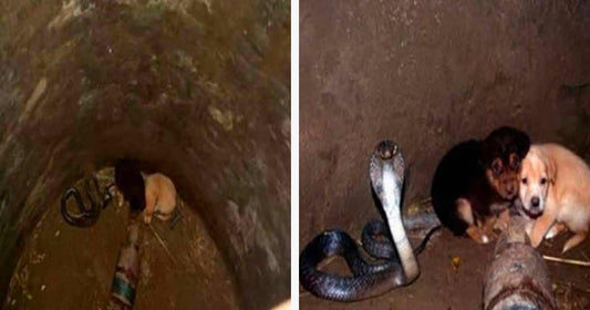 Deux chiots tombent dans un puits avec un cobra - et 48 heures plus tard...