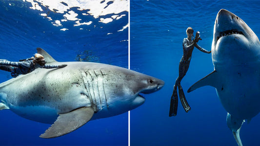 Plongez dans l'incroyable rencontre avec le plus grand requin blanc femelle au monde lors d'une nage ultra-dangereuse!