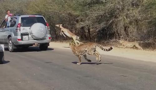 Pourchassé par deux guépards affamés, un impala audacieux trouve refuge en bondissant à l'intérieur d'une voiture de touristes