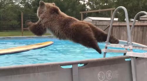 Un énorme grizzli squatte allégrement la piscine d'un particulier avant de se diriger avec assurance vers la caméra de surveillance