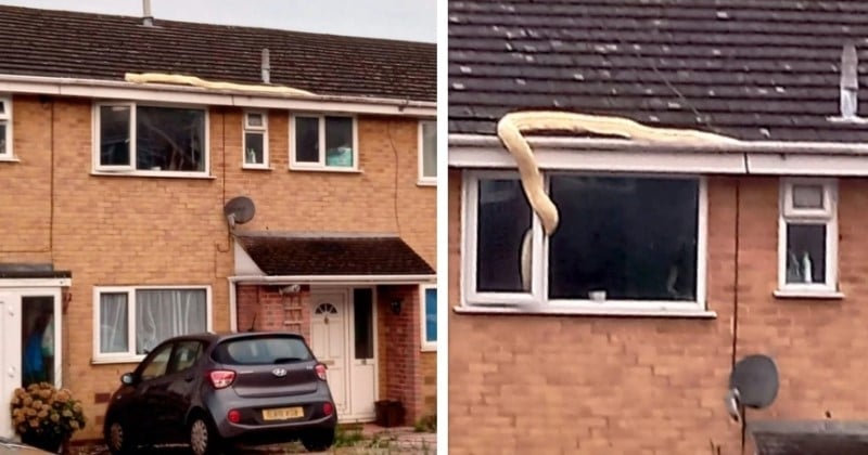 Angleterre : Python géant de 5 mètres s'aventure sur les toits et envahit une maison - Vous ne croirez pas ce qui se passe ensuite !
