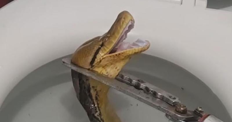 Un python géant dans les toilettes d'une famille : une découverte terrifiante