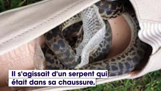 Un serpent fait un voyage de 15 000 km caché dans la chaussure d'une passagère d'avion