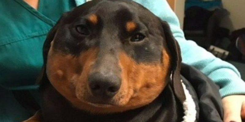 Un chien en détresse: le gonflement mystérieux résolu par des vétérinaires dévoués