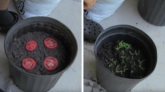Découvrez une méthode simple et économique pour cultiver des tomates à domicile en illimité