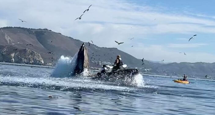 Avalées en Direct : Deux femmes englouties par une baleine à bosse et ensuite recrachées !