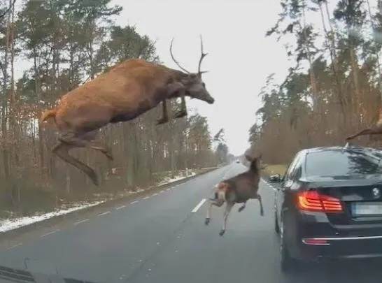 Attaque inattendue : Une BMW prise pour cible par un troupeau de cerfs !